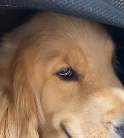 悪い目つきの大型犬