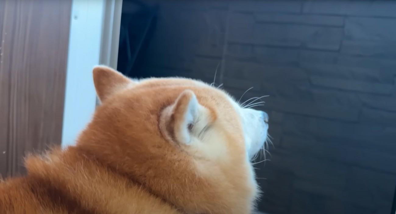 外を眺める柴犬の後ろ姿