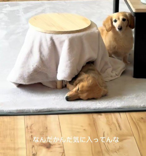 うらやましがるセナちゃん