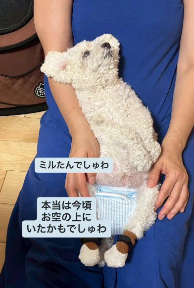 16歳のミルたん%歳のミルたん