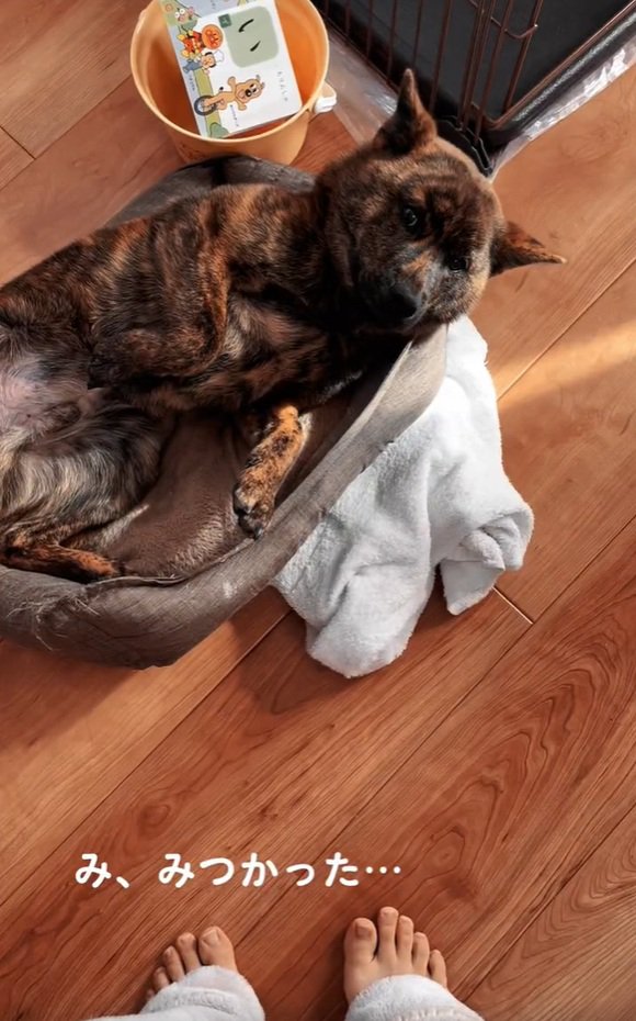 脱走したトシくん