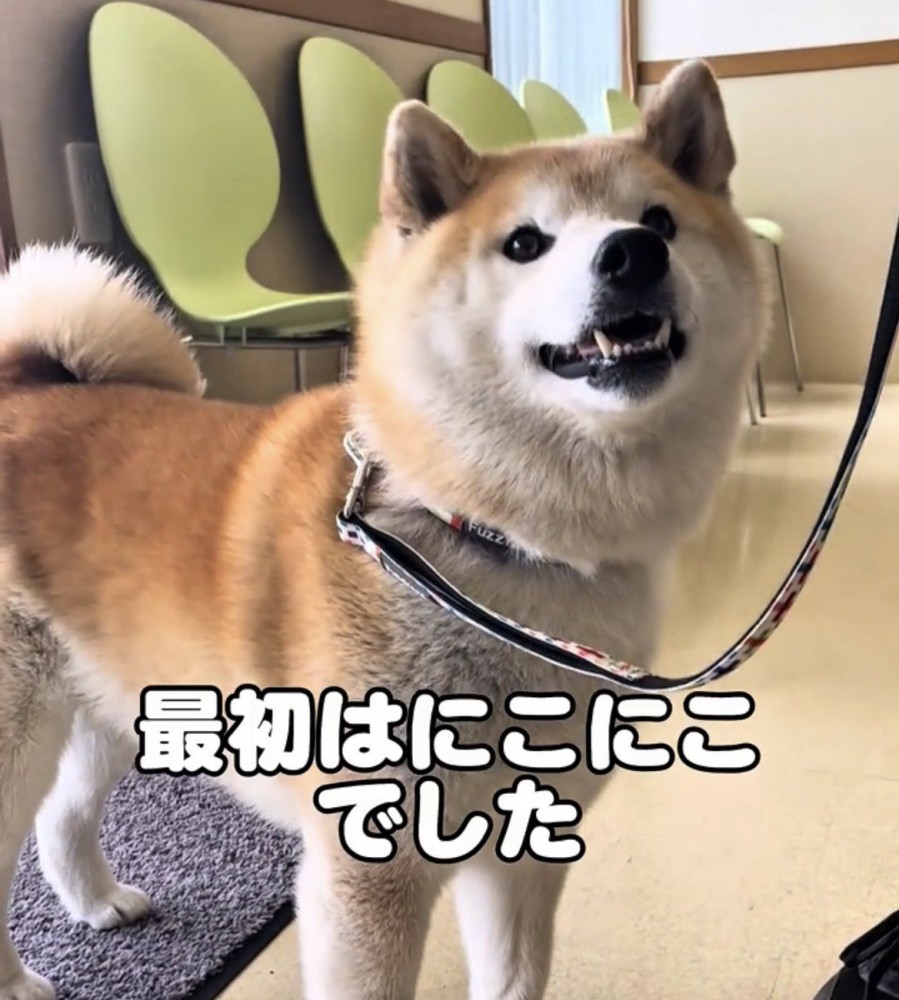 待合室にいる犬