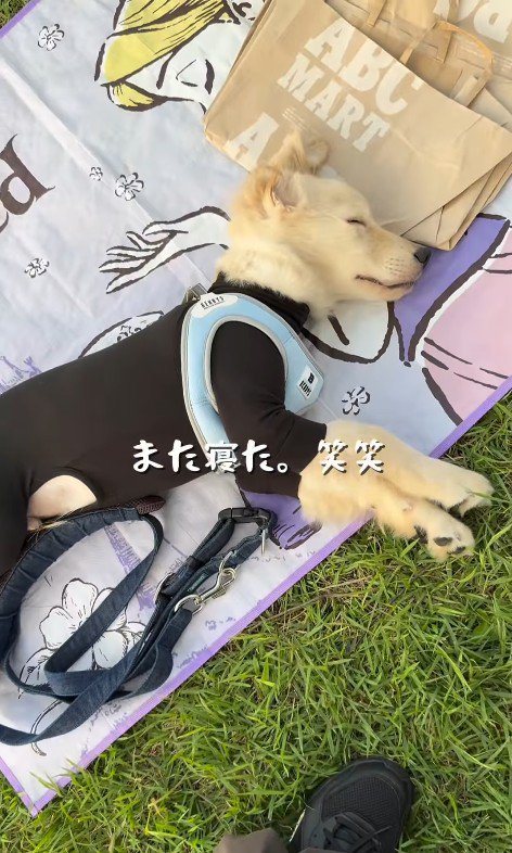 また寝てしまいました！