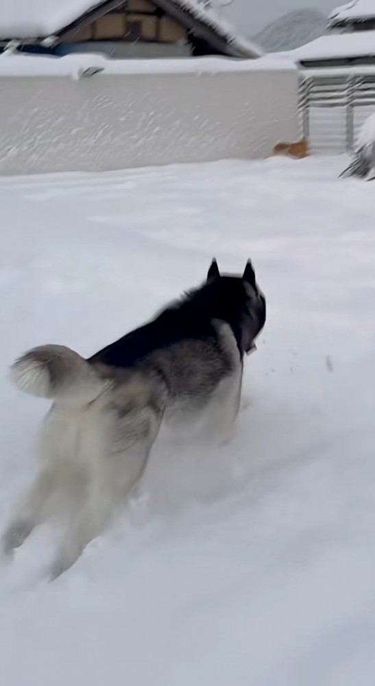 華麗な足さばきで駆けつける