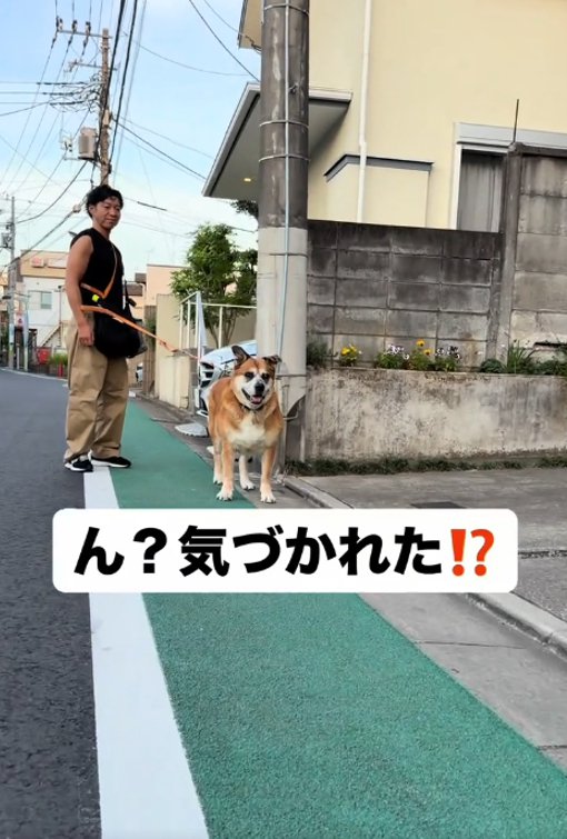 前を見る犬1