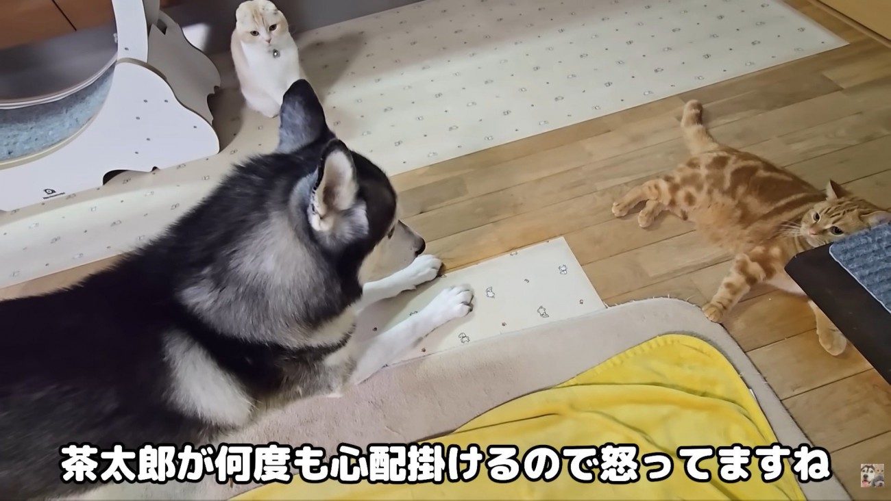 お説教中の親子のような2匹