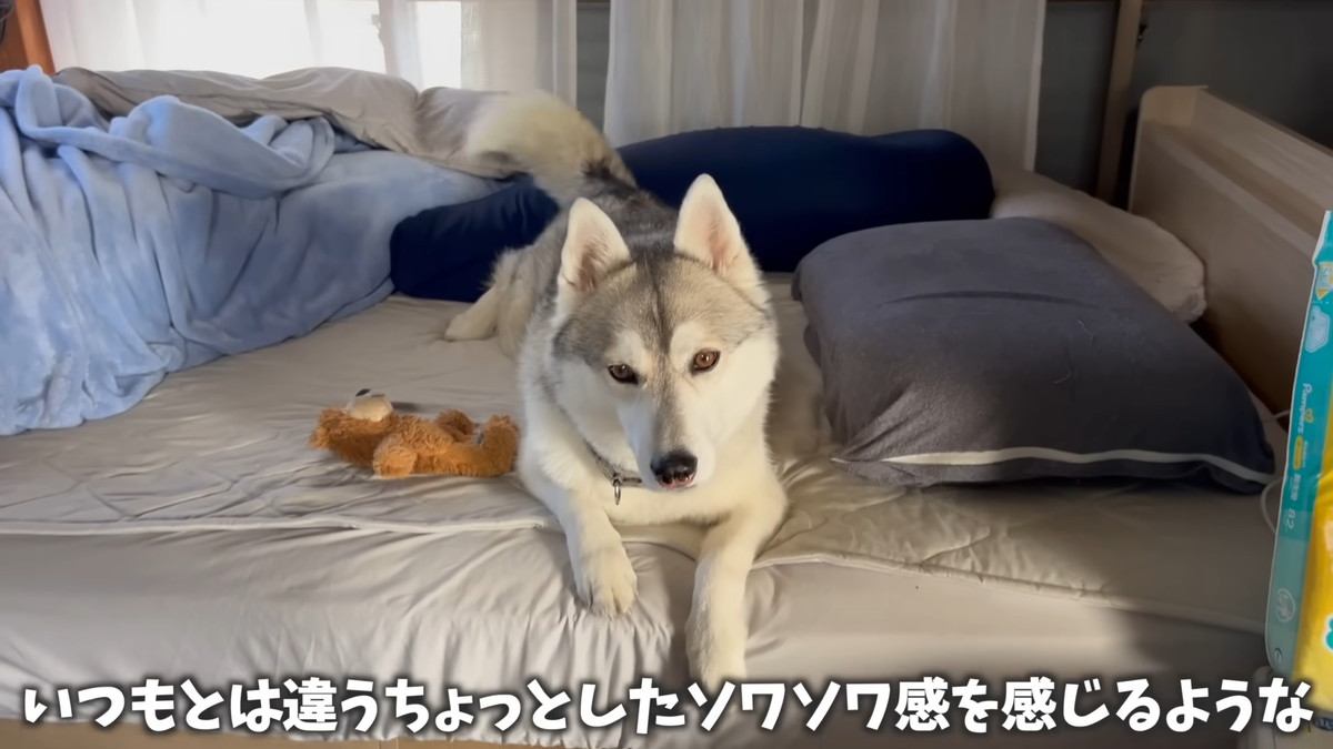 シベリアンハスキーのいちみちゃん