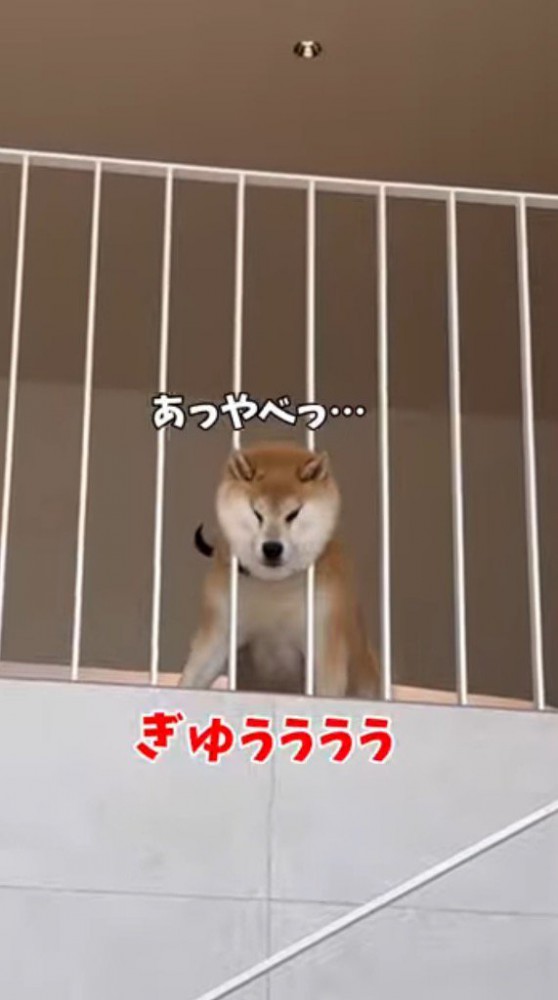 柵に頭が挟まって顔が圧迫されている犬