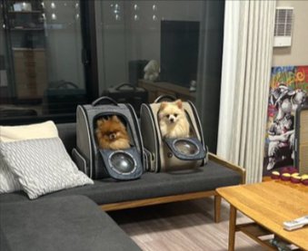 ポメ