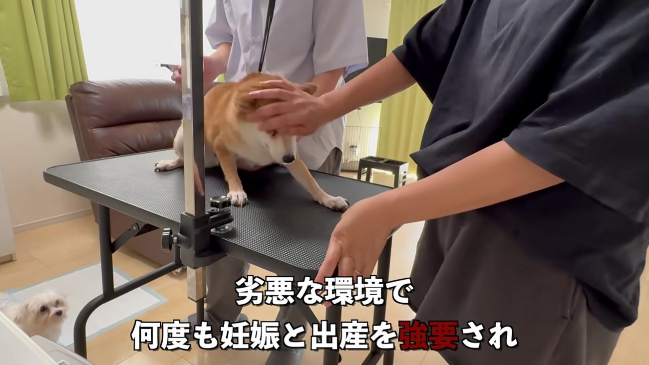 元繁殖犬のあんずちゃん