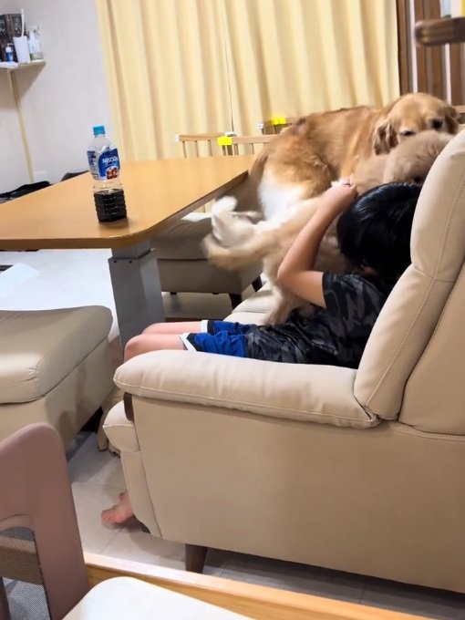 体当たりされるお孫さん