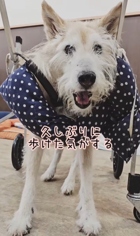 おばあちゃんワンコを車椅子に乗せたら9