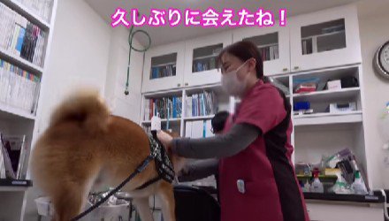動物病院の看護師さんと再会すると…