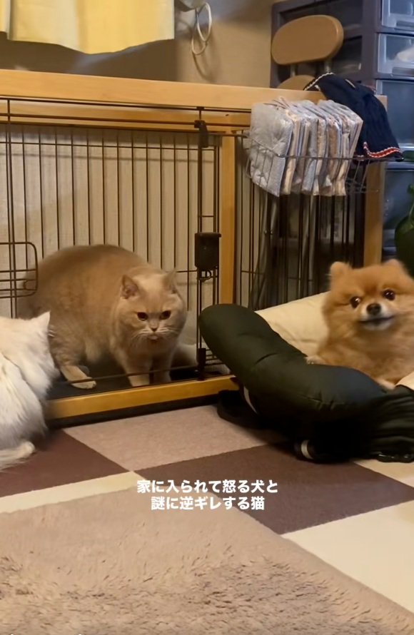 ころもちゃんをチラ見するわんこ