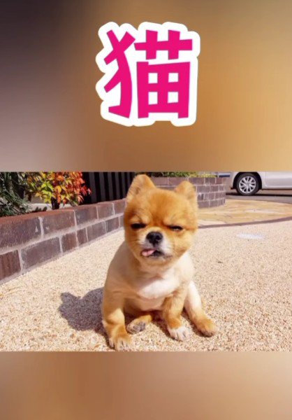 猫だと思われてた…！