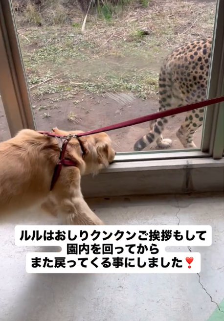 お尻をクンクンする犬