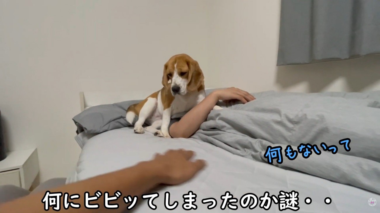 パパさんが何もいないことを確認