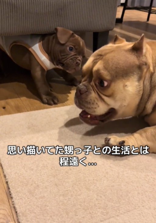 2匹の遊ぶ犬1