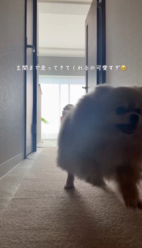 室内から玄関に駆け寄る犬