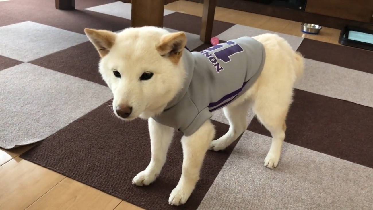 フリーズしてしまいました！