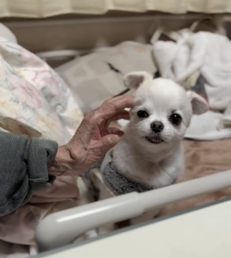 人の手に撫でられる犬