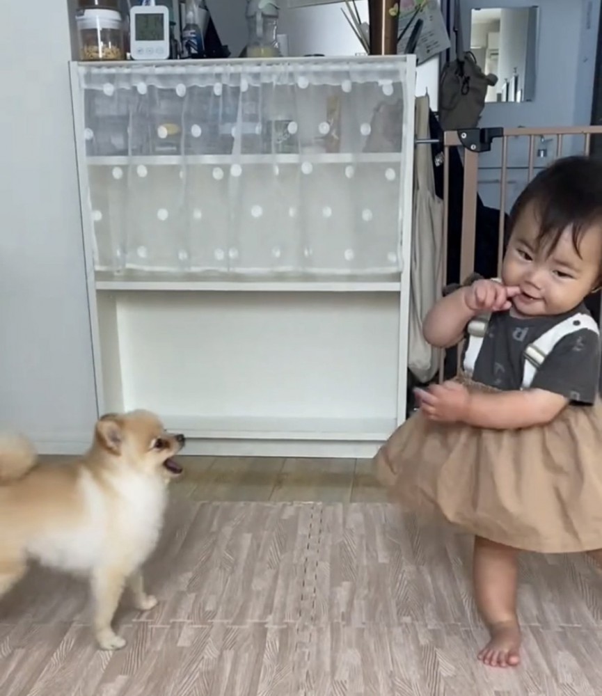 子どものことをよく見る犬1
