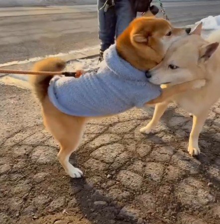 特別なおともだち