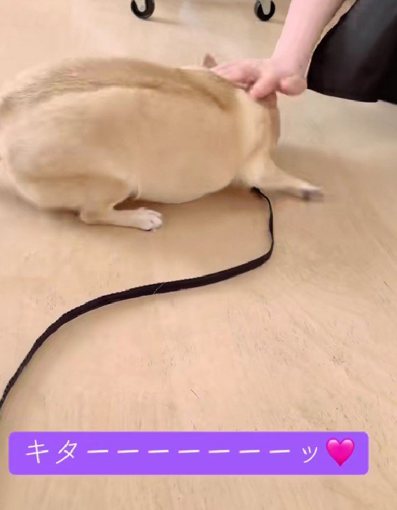 推し活に夢中のカールくんでした♡