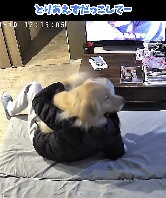 飼い主に飛びつく犬