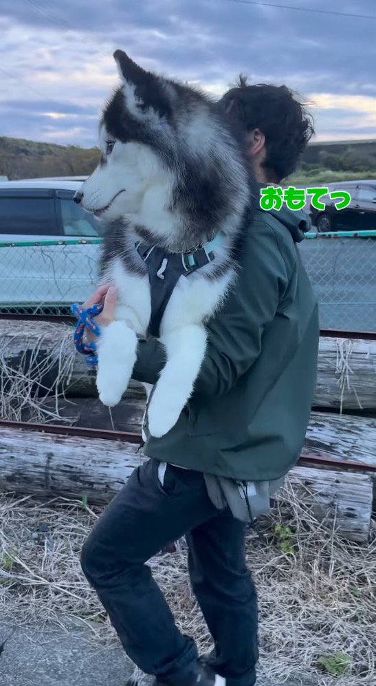 大型犬を抱っこして歩く男性