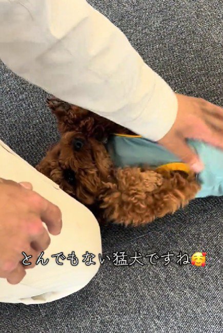 甘えん坊な麦茶ちゃん