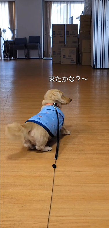 おばあちゃんに会いに来たラクちゃん5