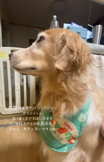 雷が怖いロイくん