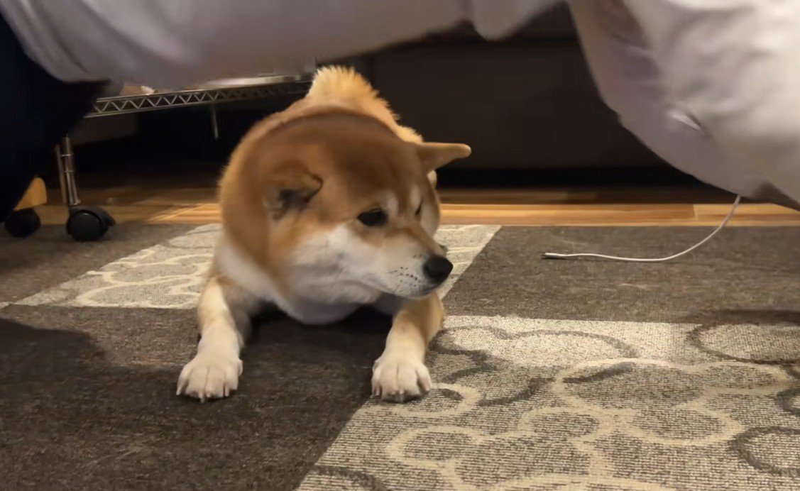 筋トレ中のお兄ちゃんとこじろー君6