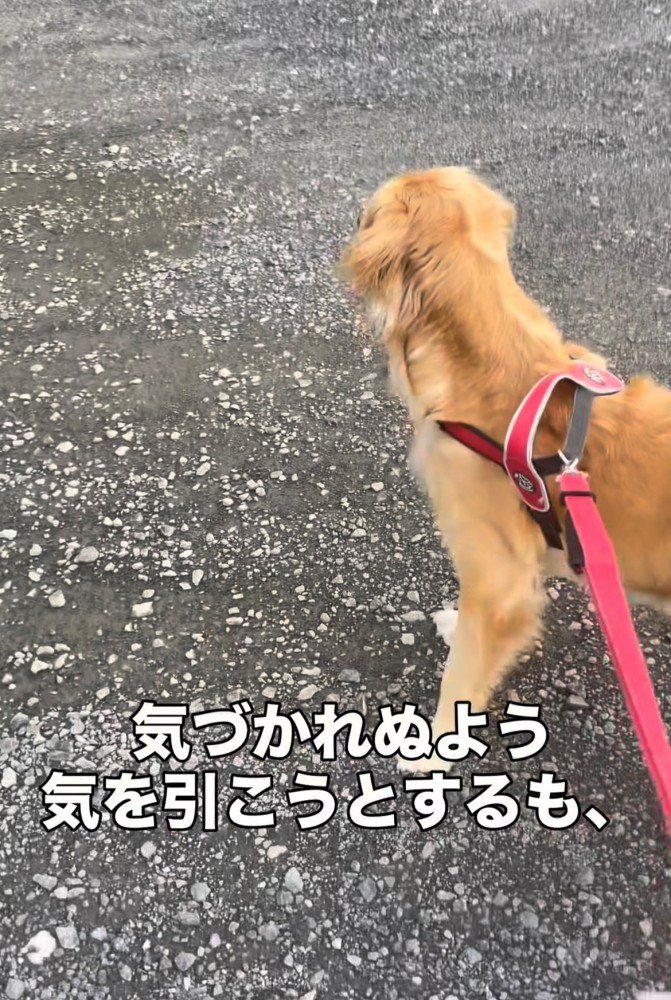 じっとその方向を見つめている犬