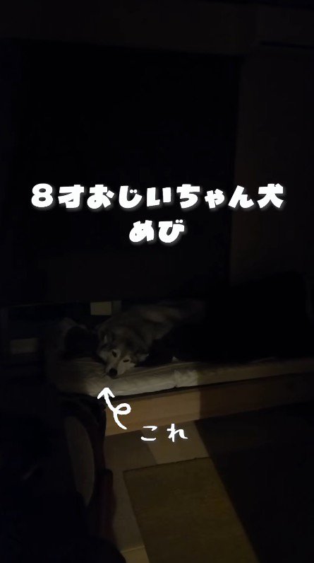 おじいちゃん犬のいる部屋のドアを開ける飼い主