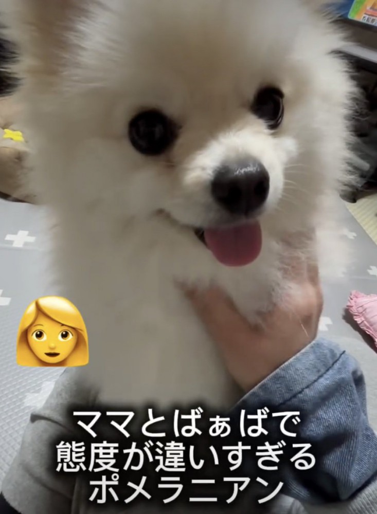 ポメラニアンスマイル！！