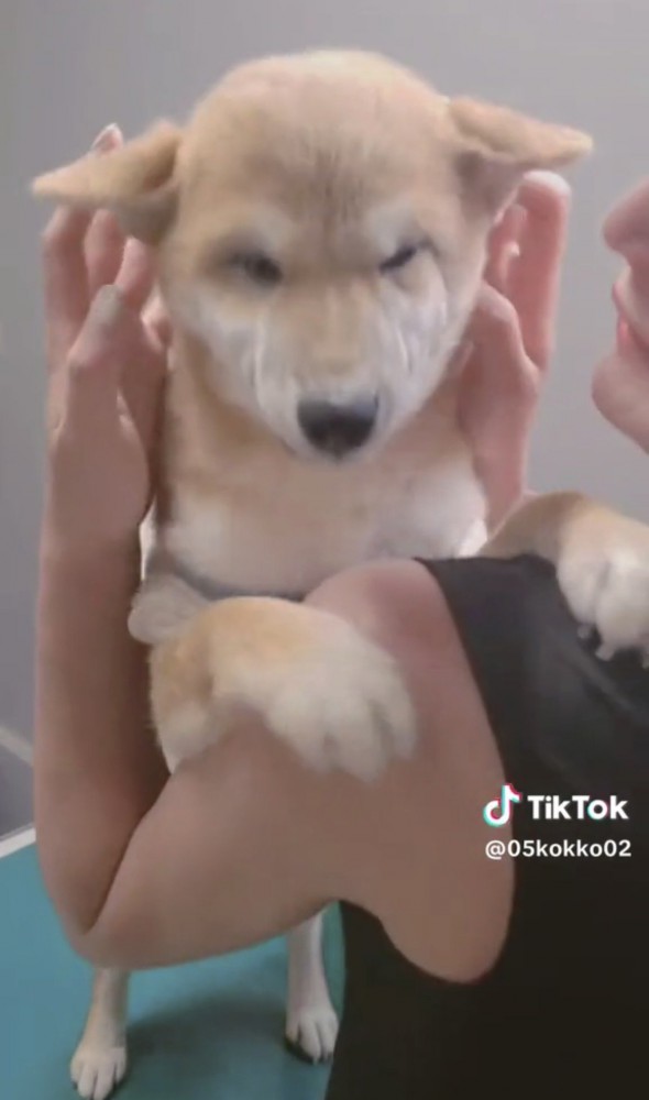 両手でほほを包まれる犬