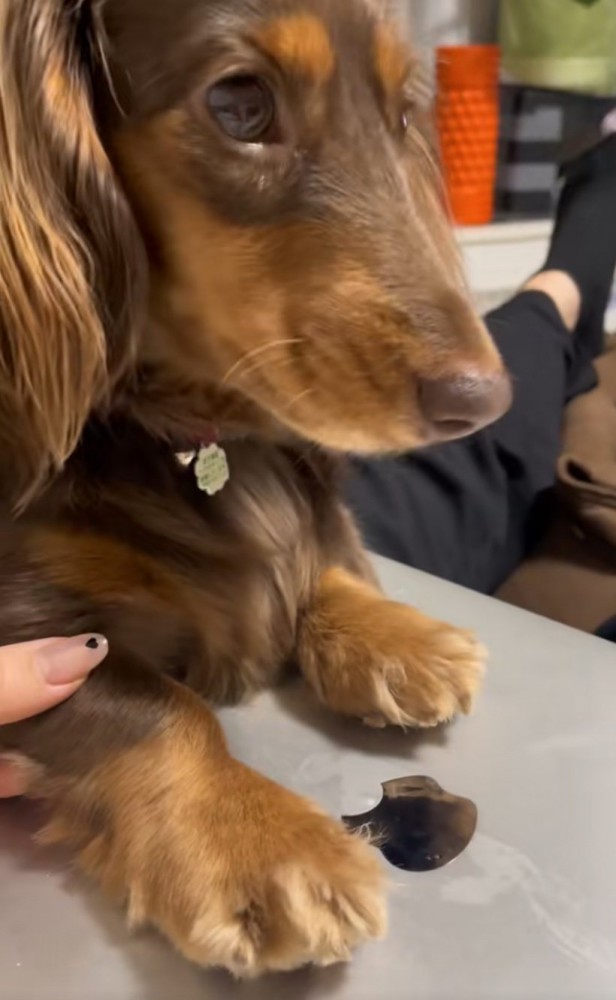 遠くを見つめる犬