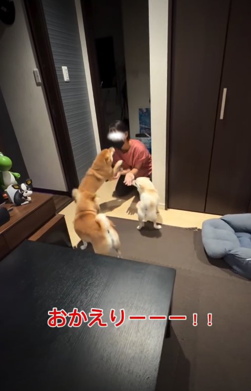女の子に飛びつく犬2