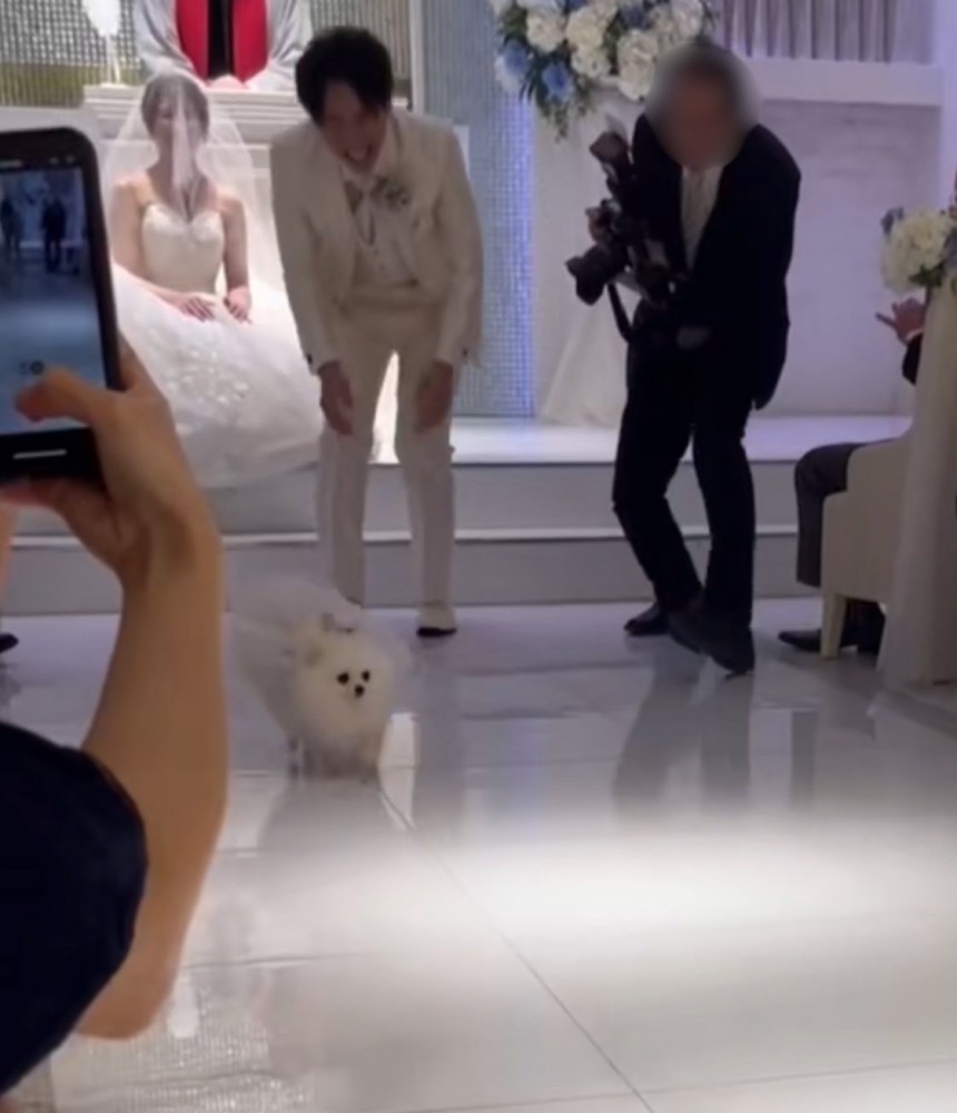 Uターンする犬