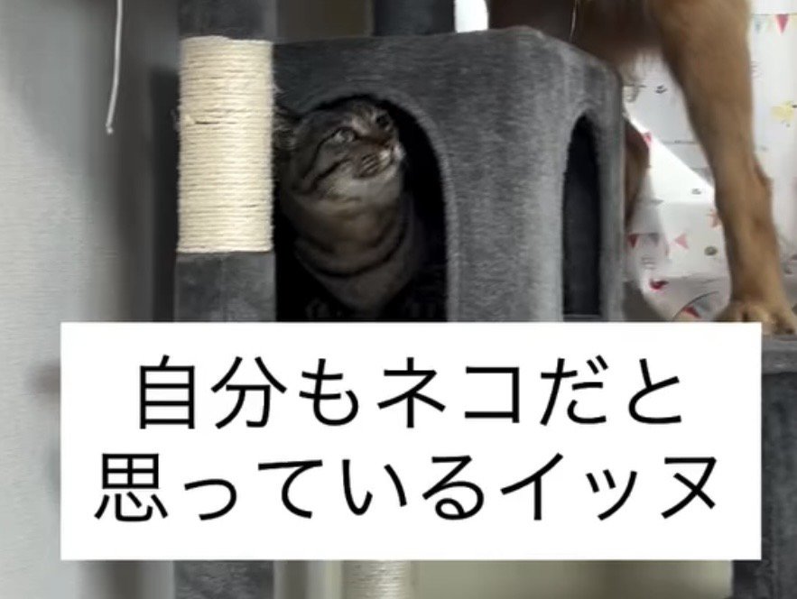 ハウスの中から見上げる猫