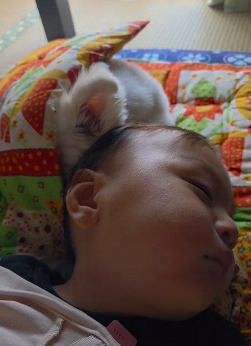 寄り添って眠る小型犬と赤ちゃん