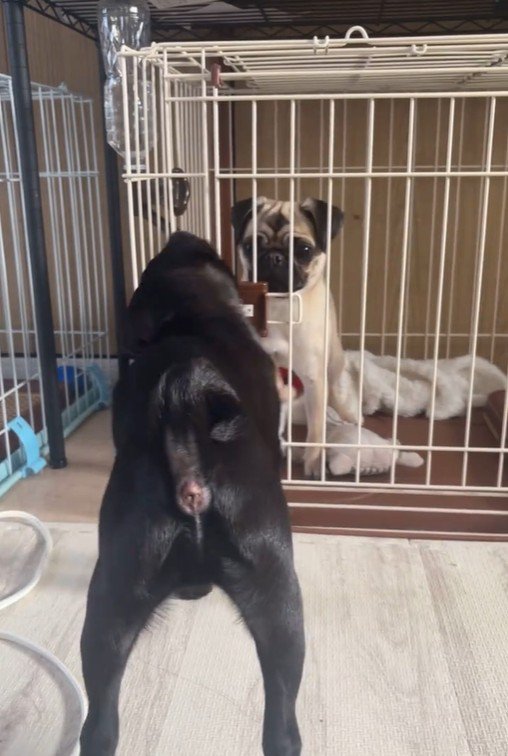 おはぎちゃん＆ちまき君の脱走劇