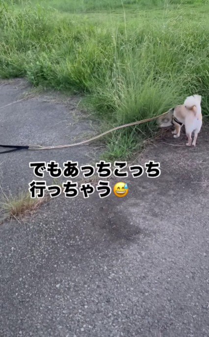 わさびくんはマイペース