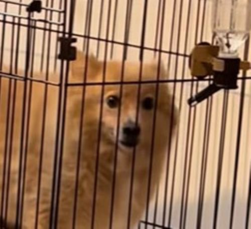 ハピちゃん