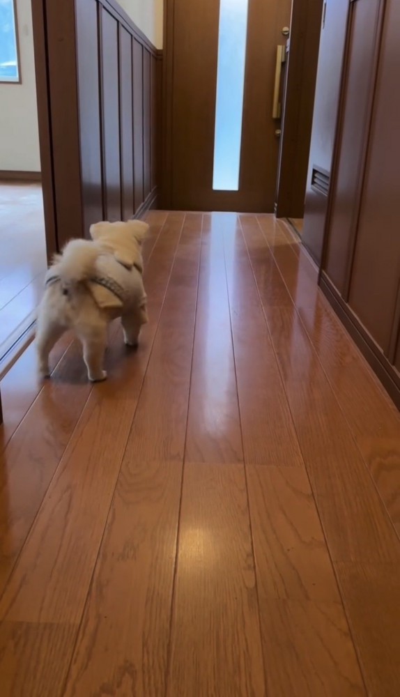 何もない廊下で振り返る犬