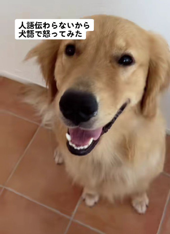 「ごめんなさい」