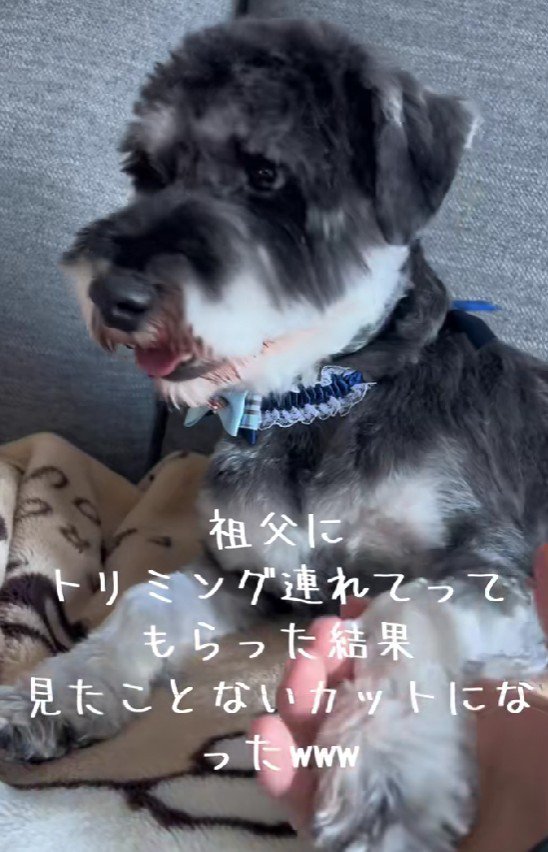 おじいちゃんに送迎をお願いしたら…