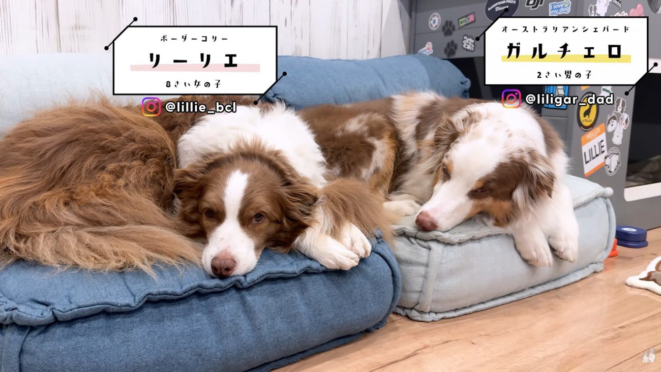 リーリエちゃん＆ガルチェロくん